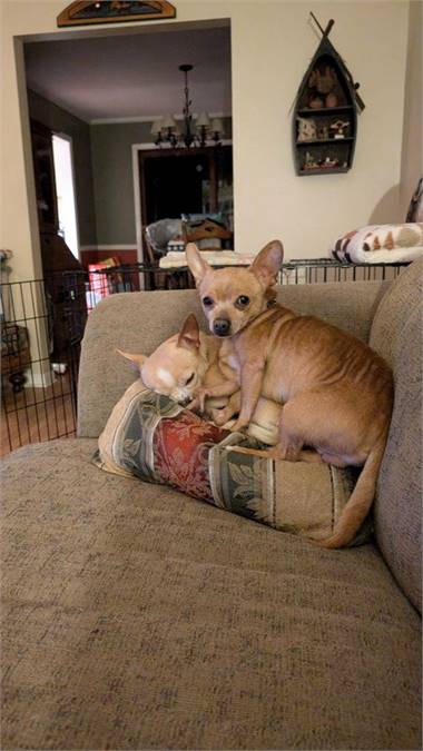 Calvin (& Hobbes) the Chihuahua Mix Bonded Pair at Eleventh Hour Rescue