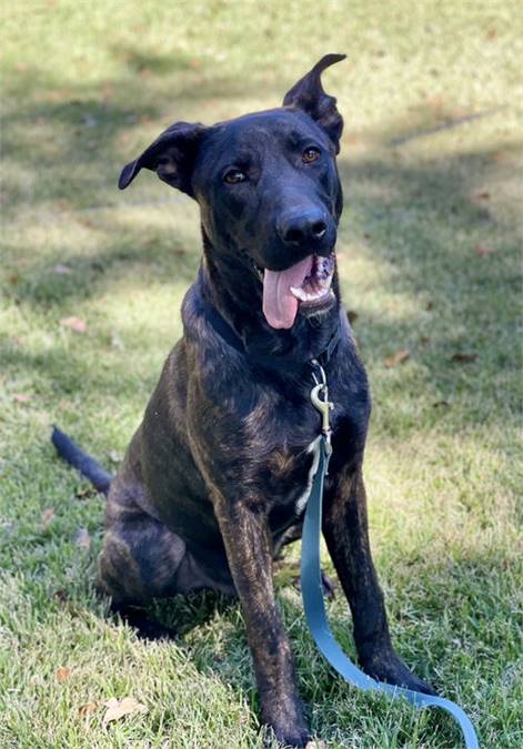 Shepherd Mix at Eleventh Hour Rescue