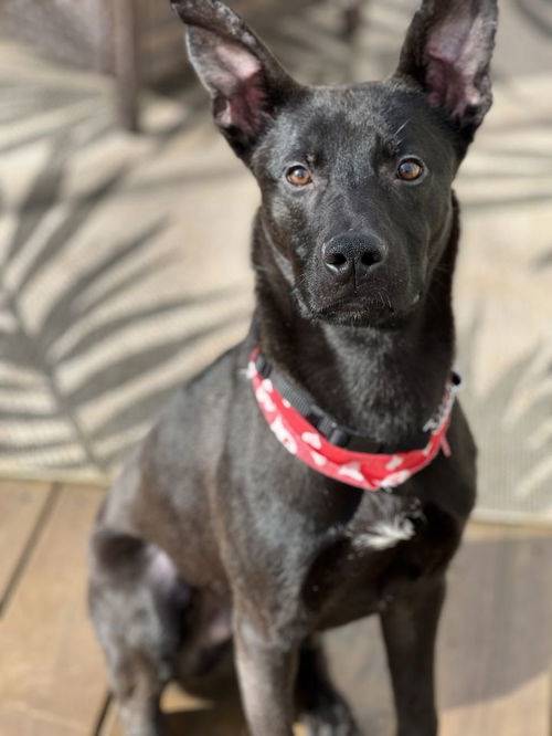 Shepherd Mix at Eleventh Hour Rescue