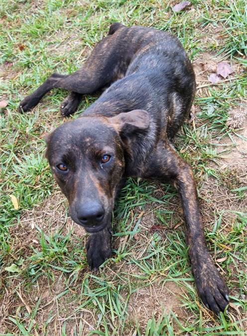 Retriever / Plott Hound Mix at Eleventh Hour Rescue