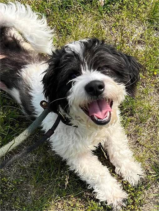 Milo the Tibétain Terrier Mix at NJSH Pet Rescue