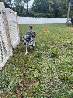 Rocky the Chihuahua at Castle of Dreams Animal Rescue