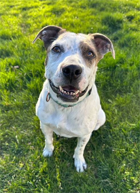 Fred the Mix at All Fur One Pet Rescue