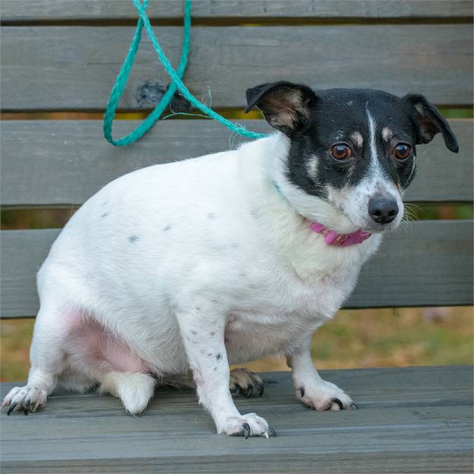 Little Friend the Fox Terrier at Animal Alliance of NJ