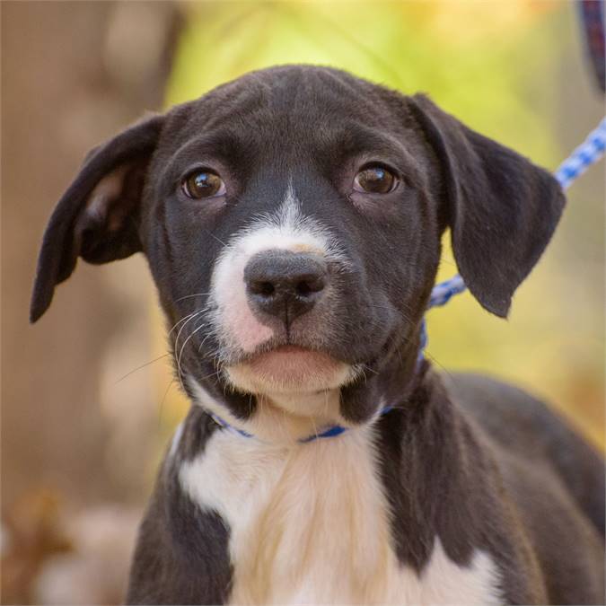 Kaden the Hound Mix at Animal Alliance of NJ