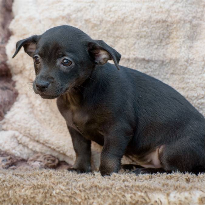 Travis the Chiweenie Mix at Animal Alliance of NJ