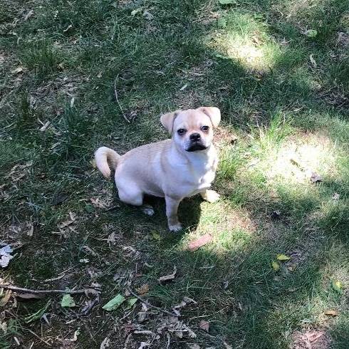 Vandie the Pug Mix at Animal Alliance of NJ