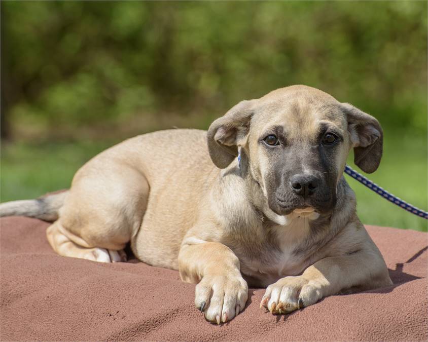 Patty the Hound Mix at Animal Alliance of NJ