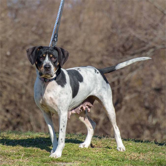 Blanche the Pointer & Hound Mix at Animal Alliance of NJ