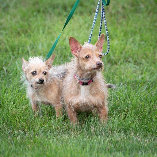 Ginger and Toffee the Wirehaired Chihuahua Mix Bonded Pair at Animal Alliance of NJ