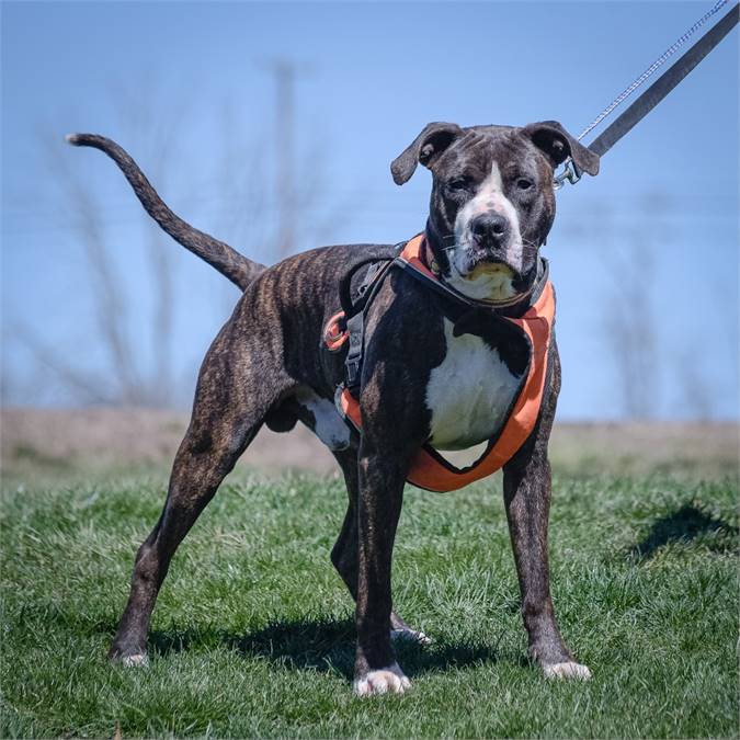 Buster the Hound & Boxer Mix at Animal Alliance of NJ