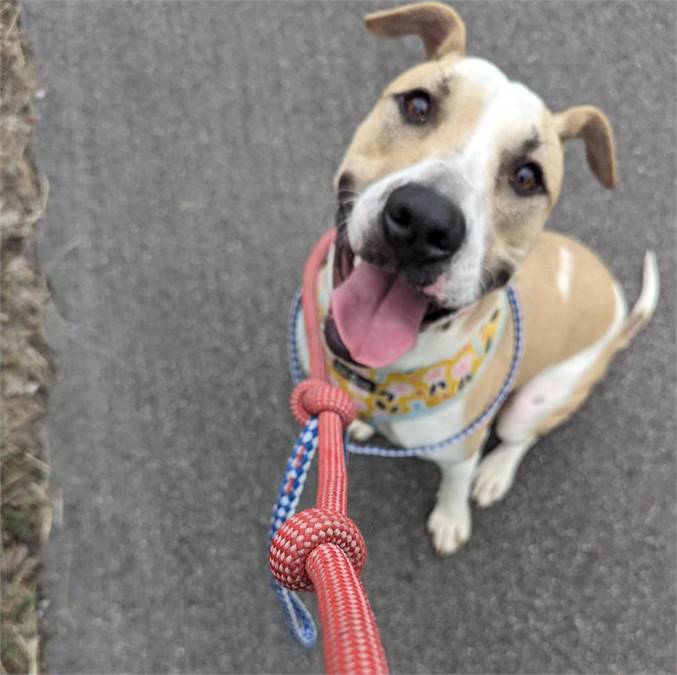 Oscar the Hound Mix at Animal Alliance of NJ