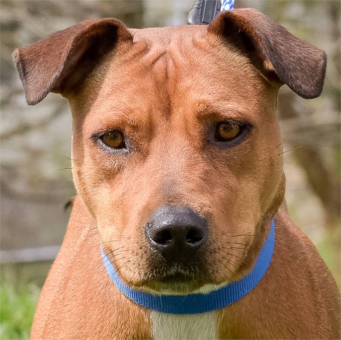 Lindsay the Hound Mix at Animal Alliance of NJ