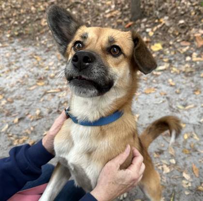 Artie the German Shepherd Mix at Animal Welfare Association of New Jersey