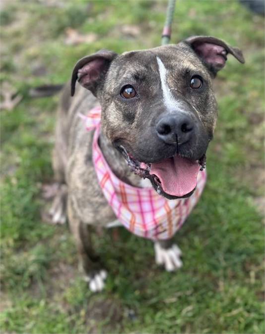 Chessie the Pit Bull Terrier Mix at AHS-Tinton Falls