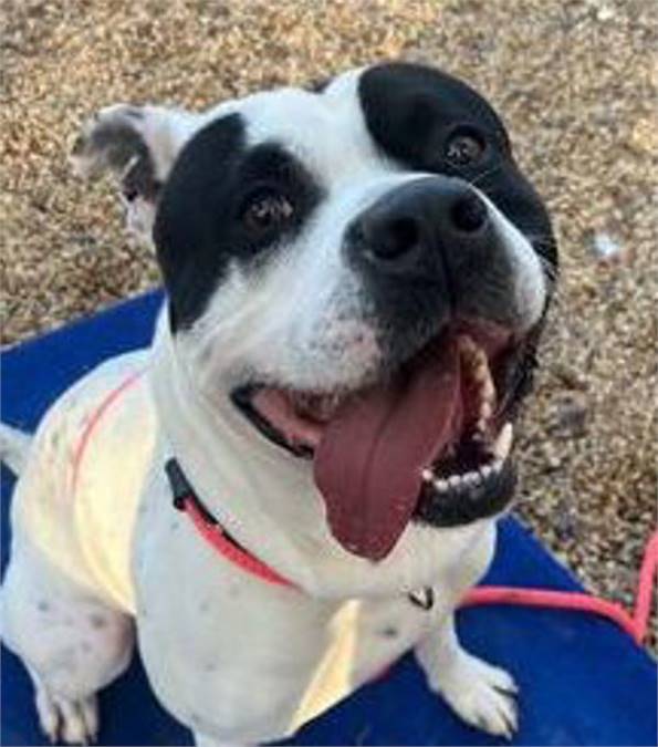 Charlie the Terrier Mix at AHS-Tinton Falls