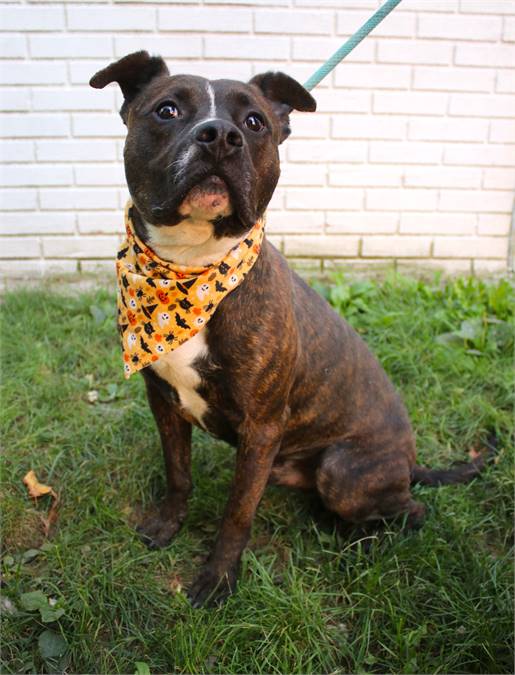 Ace the Pit Bull Terrier Mix at Associated Humane Societies - Newark