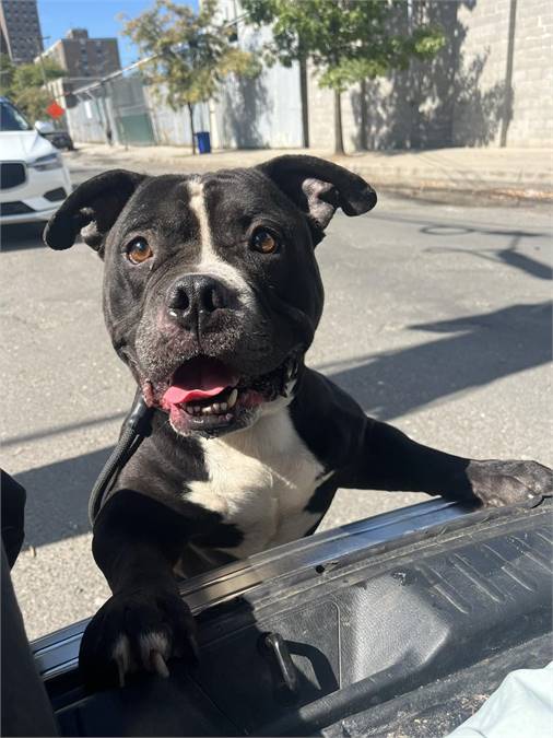 Billy the Pit Bull Terrier Mix at Associated Humane Societies - Newark