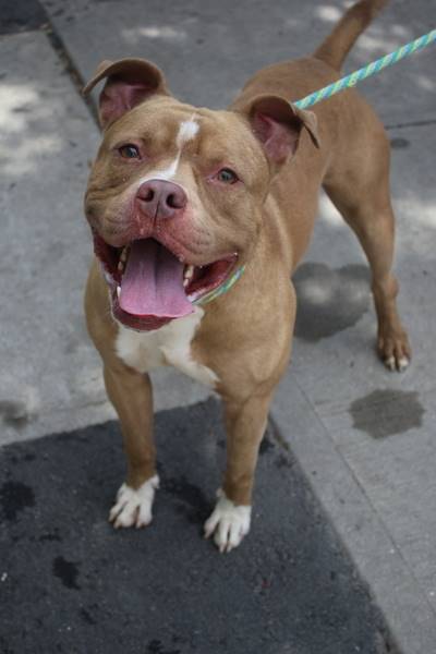 Maui the Pit Bull Terrier Mix at Associated Humane Societies - Newark