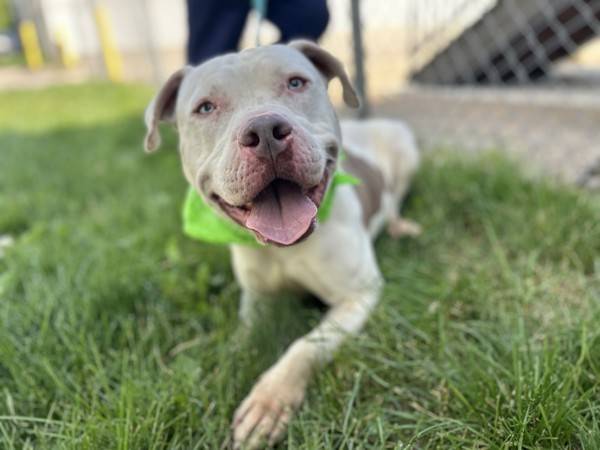 Frank Sinatra the Pit Bull Terrier Mix at Associated Humane Societies - Newark