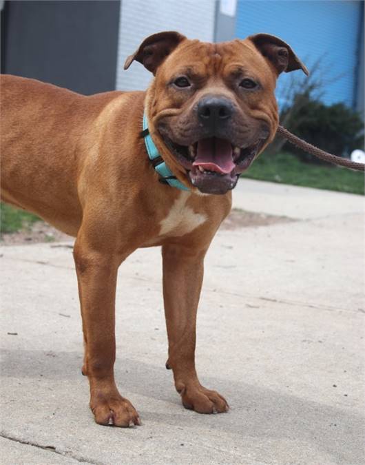 Jerrico the Pit Bull Terrier Mix at Associated Humane Societies - Newark