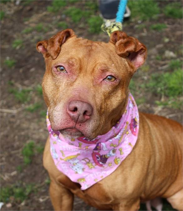 Peaches the Pit Bull Terrier Mix at Associated Humane Societies - Newark