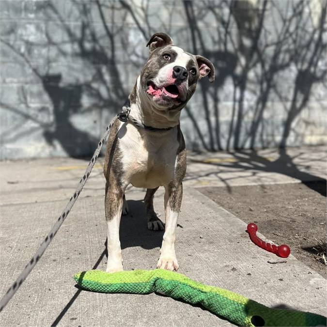 Barty the Pit Bull Terrier Mix at Associated Humane Societies - Newark