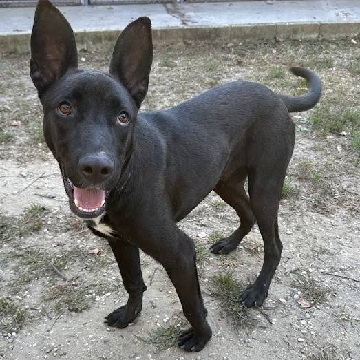 Snap On the Mixed Breed at Beacon Animal Rescue