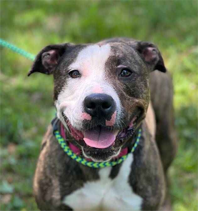 Cleo the American Staffordshire Terrier at Best Friend Dog and Animal Adoption, Inc.