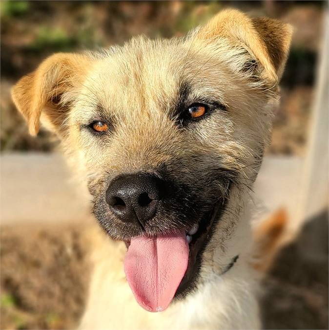 Cowboy the Terrier Mix at Big Dog Rescue Project