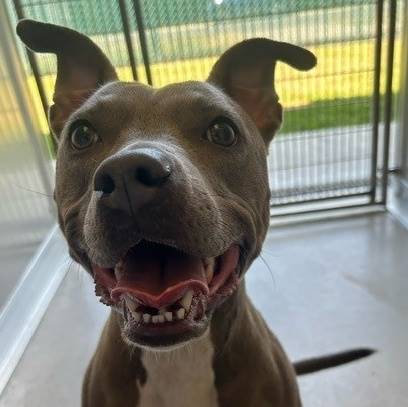 Dory the Terrier at Cape May County Animal Shelter and Adoption Center