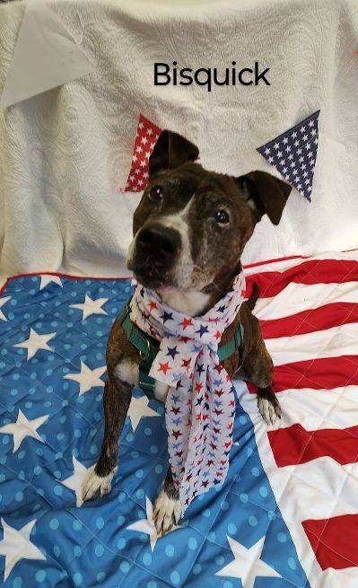 Bisquick the Mixed Breed at Cape May County Animal Shelter and Adoption Center