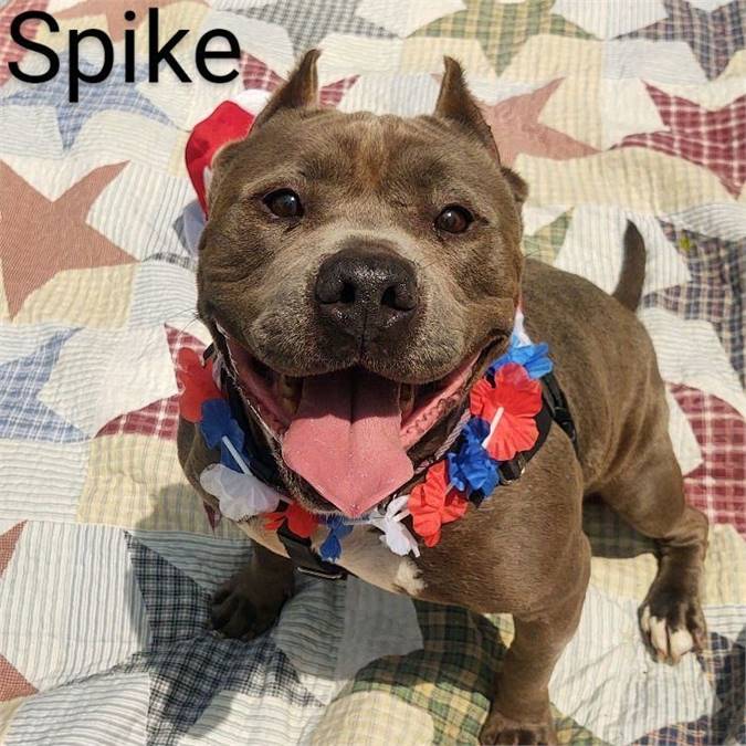 Spike the Pit Bull Terrier at Cape May County Animal Shelter and Adoption Center