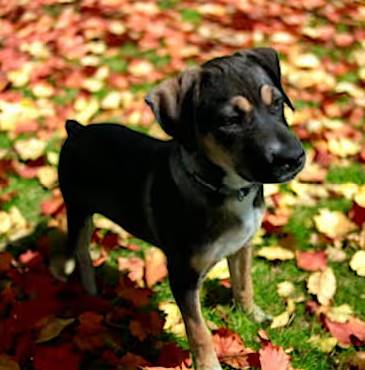 Phillip the Australian Cattle Dog/Dalmatian at FurryTail Endings Canine Rescue