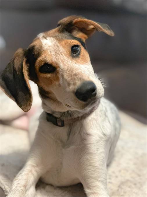 Coco NJ the German Shepherd Dog & Bluetick Coonhound Mix at Homeless Paws