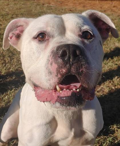 Barkus the Mixed Breed at Homeward Bound