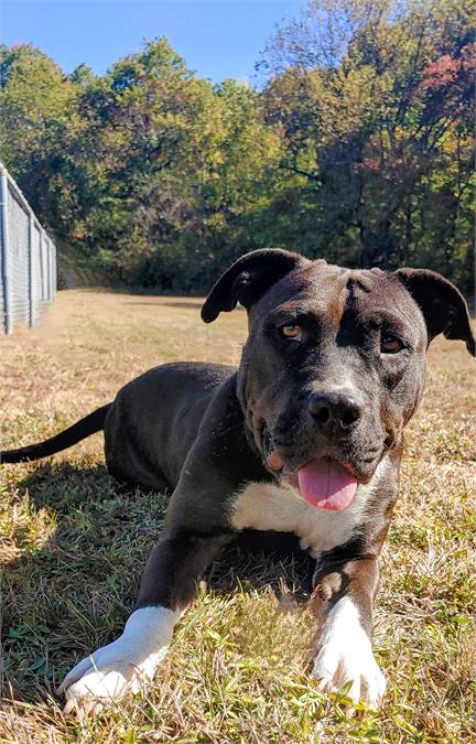 Whisper the Mixed Breed at Homeward Bound