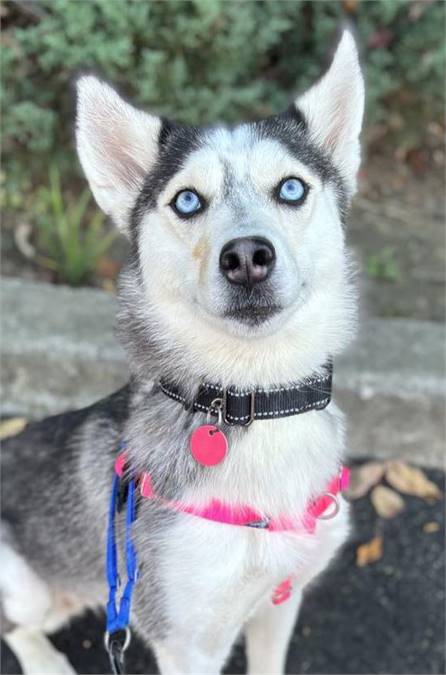 Rizzo the Siberian Husky at Husky House