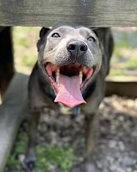 Luna the Terrier at Jersey Shore Animal Center