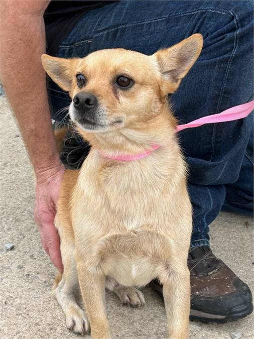 Pinto the Chihuahua Mix at JKRC Rescue