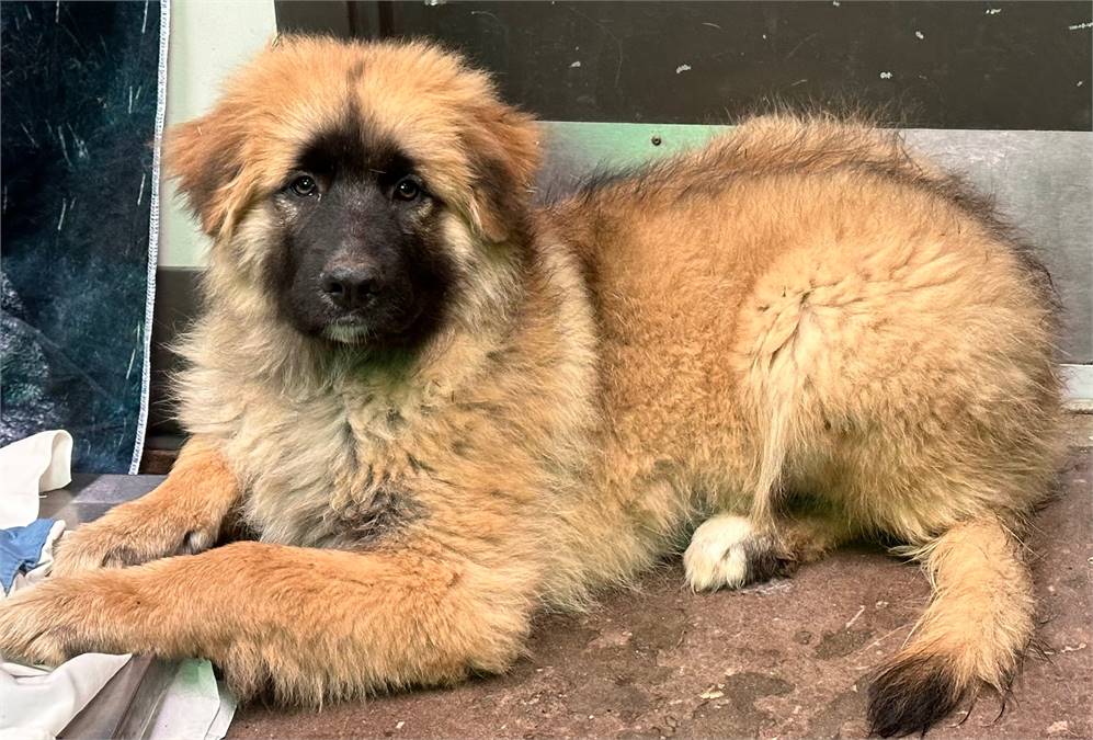 Sasquatch the Great Dane & Saint Bernard Mix at JKRC Rescue