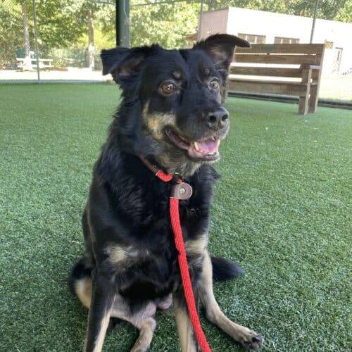 Becky the Border Collie Mix at Monmouth County SPCA