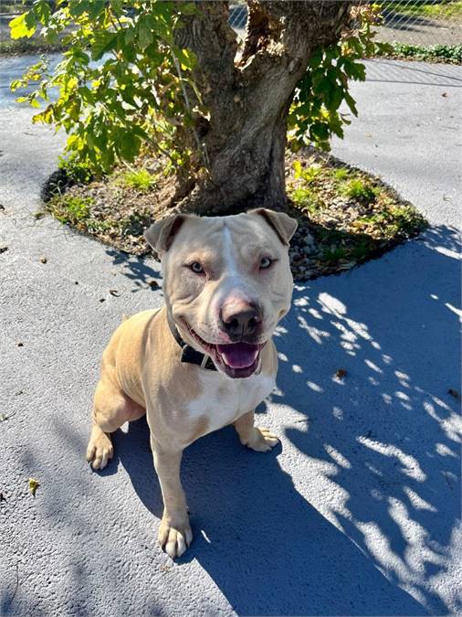 Casper the Pit Bull Terrier at Plainfield Area Humane Society