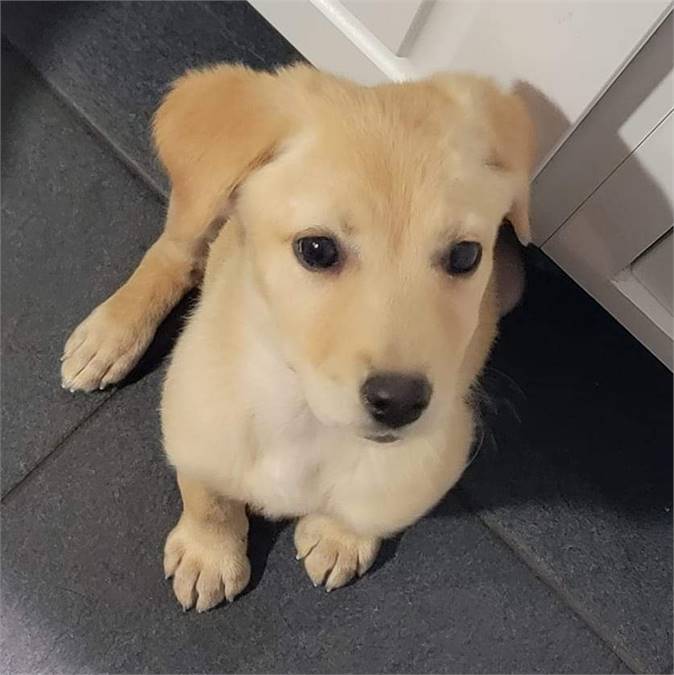 Tiramisu the Shepherd Mix at Puppy Love Pet Rescue