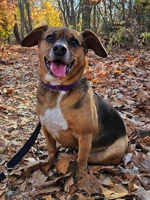 Sky the Beagle - Dachshund at Ramapo-Bergen Animal Refuge