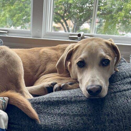 Nathan the Hound & Mix at Rosemarie's Rescue Ranch