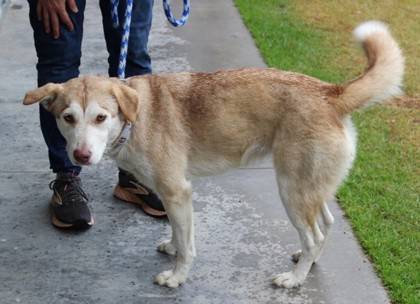 Ember the Siberian Husky/Mix at St. Hubert's Animal Welfare Center