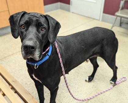 Sheba the Great Dane/Great Dane at St. Hubert's Animal Welfare Center