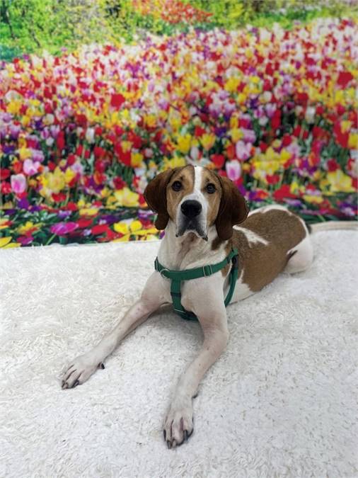 Jethro the Foxhound Mix at SAVE, A Friend to Homeless Animals