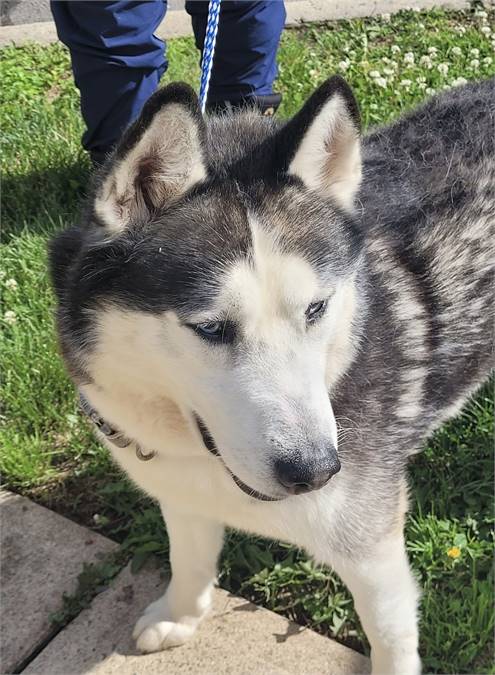 Shiloh the Husky at Franklin Township Animal Shelter